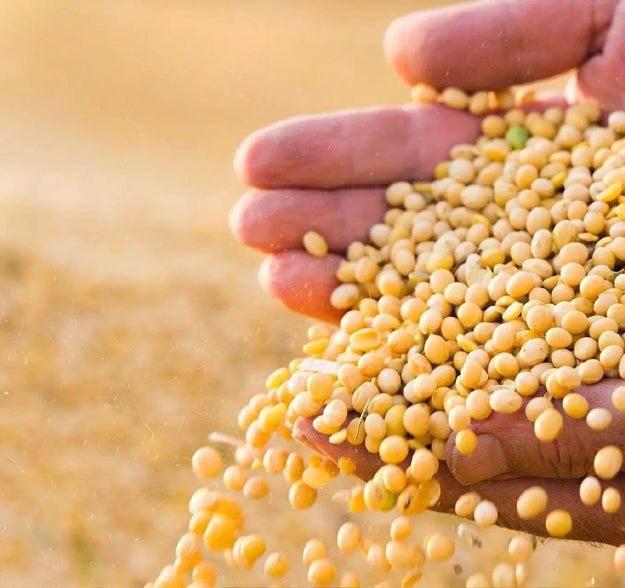 Soya Fasulyesi 500 gr